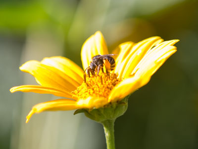 I spend my mornings among birds, bugs and blooms, before I have to go to work and be an adult in an office.