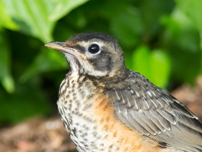 Juvenile birds give away their location by their frequent `I`m hungry` peeps.  And they`re too young to be afraid.