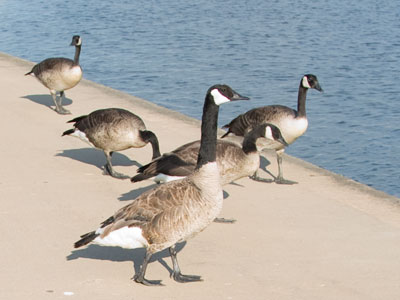 However, there are some undesirable immigrants here.