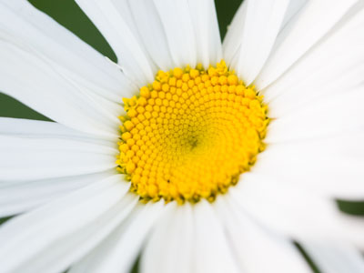 Just bugs and blooms today, no beasts or birds.