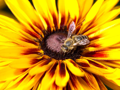 A butterfly fluttered by and I waited in vain for it to return.