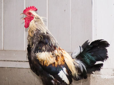 In honor of Independence Day:  `Yankee-doodle-doo!`