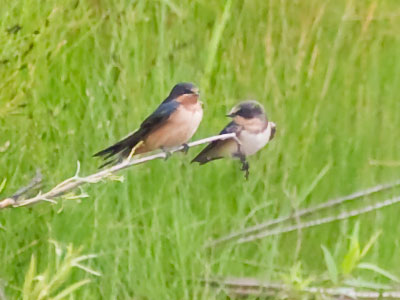 About 90% of bird species are monogamous.