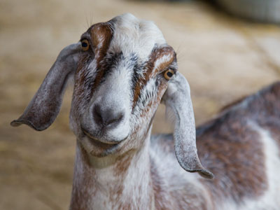 It was wagging its tail at me.