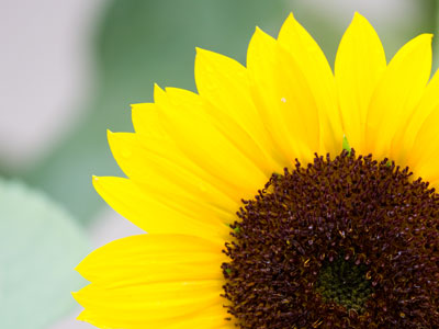 While taking this picture, I was reminded that adults now deliver newspapers from their cars.  Sorry, kids on bikes.