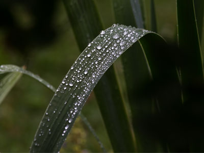 Raindrops, dew or perspiration?