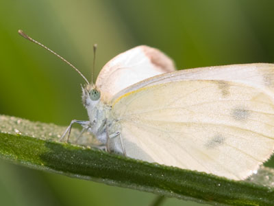 Pictures that look simple often aren`t.