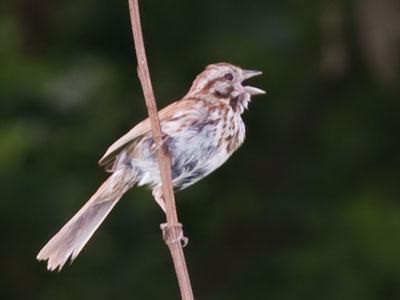 `Oh what a beautiful morning, oh what a beautiful day!`