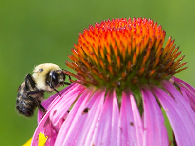 I can`t just shoot a flower anymore.  There`s gotta be a bug on it.