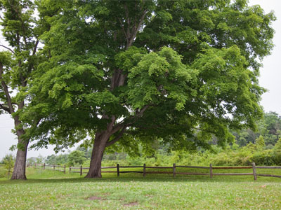 I just want to celebrate another day of living.  I just want to celebrate another day of life!  DINO FEKARIS AND NICK ZESSES