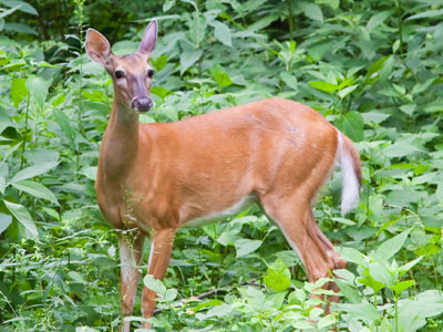 But who needs human beings after all?