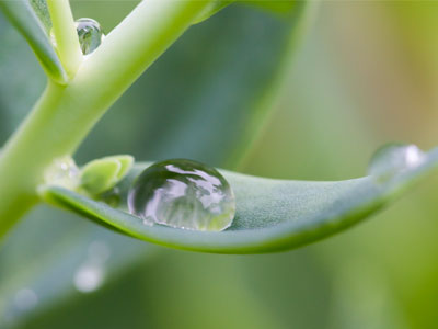 The mother of all dewdrops.