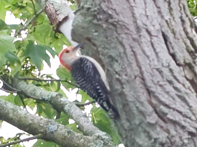 Woodpeckers usually don`t sit still for photos.