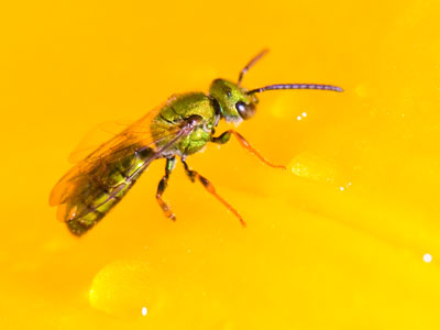 My specialty:  bugs and blooms.