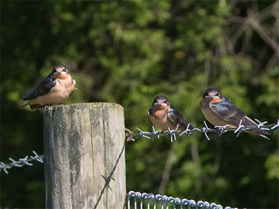 These birds didn`t seem to mind me being close by, but their mother nearly took my head off a few times.