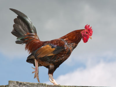 Not king of the barnyard, only a pretender to the throne.