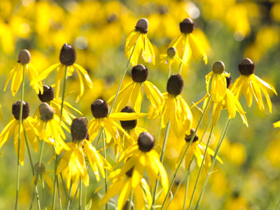 In case you happen to like yellow flowers.