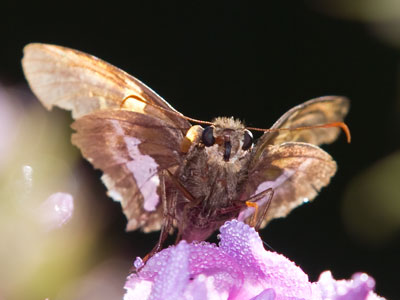 I had more than 30 shots of this butterfly to choose from, and you get an unusual angle.