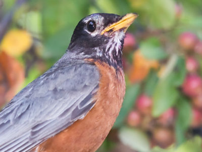 We both eat berries in the morning.