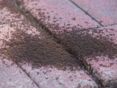 Only about a billion ants.