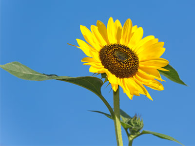 Milt Jackson `Sunflower` 1972.  Listening to it now . . . 