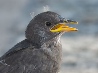 It was a bad feather day.
