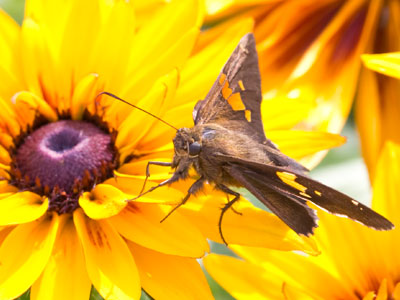It flew in rapid circles around slow-moving bumblebees, as if inviting them to play.