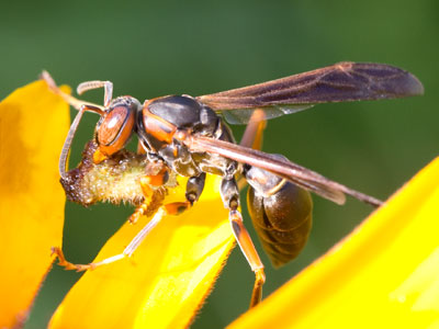 Wasps are nasty and I usually don`t mess with them, but there was a photograph here waiting to be taken.