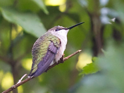 Not the hummingbird shot I was hoping for.