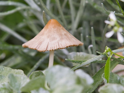 I pay attention to the tiny and ignore the large.