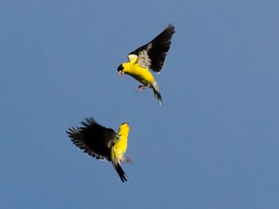 Believe me, they were definitely not playing.