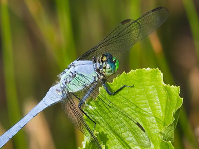 The culmination of a morning full of dragonfly photos.