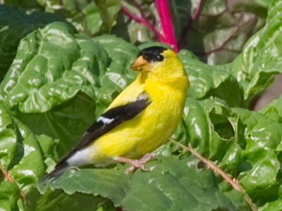 In this vegetable garden, the harvest has begun early.