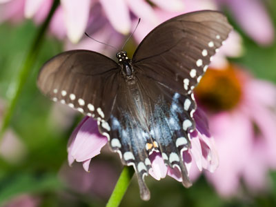 The spicebush swallowtails were running in herds.