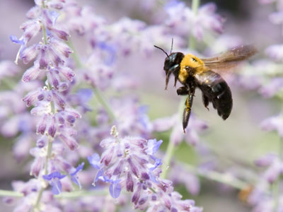 Bees, butterflies, dragonflies, yes.  Mosquitos, no.