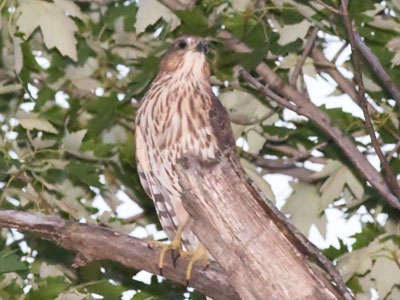 My wish for a hawk has been answered (see July 11 above).  There are TWO hawks, so watch out squirrels!