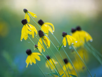 Morning on the prairie.