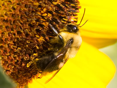 I can`t pose insects, birds and animals, but I keep taking photos until they position themselves in the pose I want.