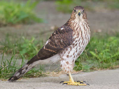 My new neighbor across the street (see July 17 above).