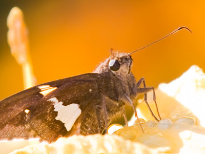 My tranquil visit to the garden was ruined by a crowded estate sale going on nearby full of noisy people/vultures.