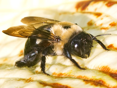 A couple of bees came at me today, which is unusual.  Maybe I smelled particularly sweet this morning.