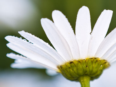 To walk among beauty, and preserve it for me and you.