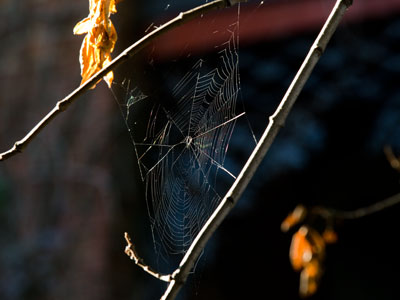Old fat spider spinning in a tree! Old fat spider can`t see me! Attercop! Attercop! BILBO BAGGINS