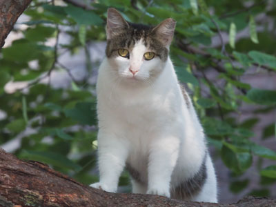 It`s not a stray cat if it comes to the same house to eat.