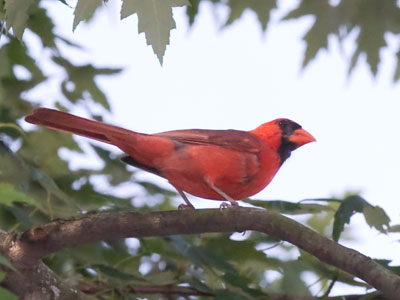 This morning`s tranquility was spoiled by chatty ladies jogging/walking past.