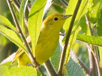 She turned to the sunlight and shook her yellow head, and whispered to her neighbor: `Winter is dead.`  A. A. MILNE