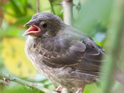 I could hear from the may tree the blackbird call, but nobody listened to it, nobody liked it, nobody wanted it at all.  A. A. MILNE
