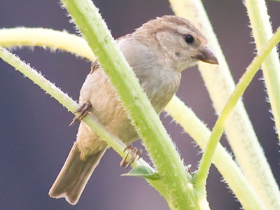 You`re not the only one who likes sunflower seeds.