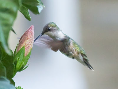 This is as good as it gets for hummingbirds this year.