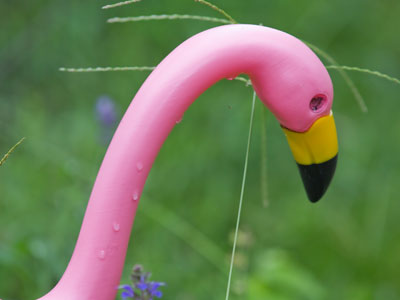 First hawks, and now this.